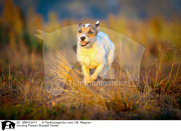 running Parson Russell Terrier / MW-03411
