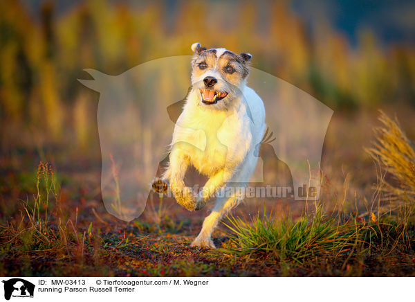 running Parson Russell Terrier / MW-03413