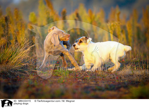 playing dogs / MW-03415