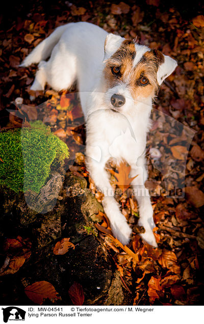 lying Parson Russell Terrier / MW-04541