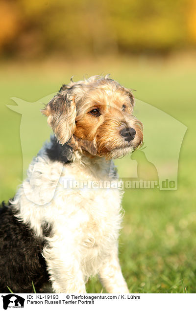 Parson Russell Terrier Portrait / KL-19193