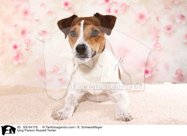 lying Parson Russell Terrier / SS-54176