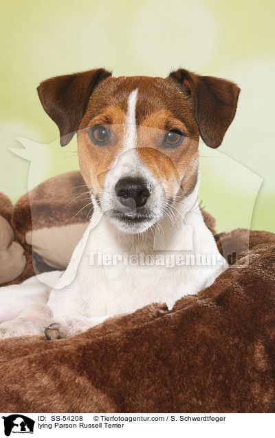 liegender Parson Russell Terrier / lying Parson Russell Terrier / SS-54208