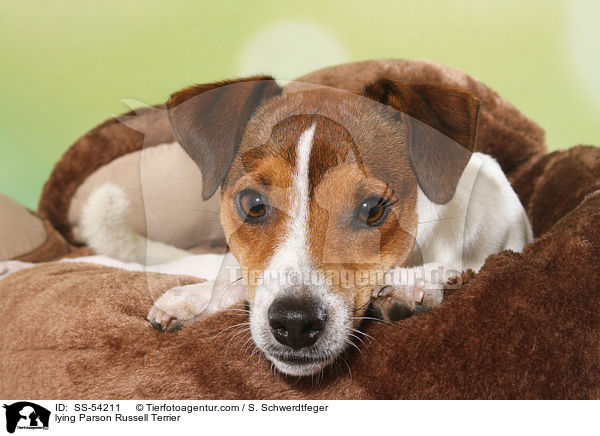 liegender Parson Russell Terrier / lying Parson Russell Terrier / SS-54211