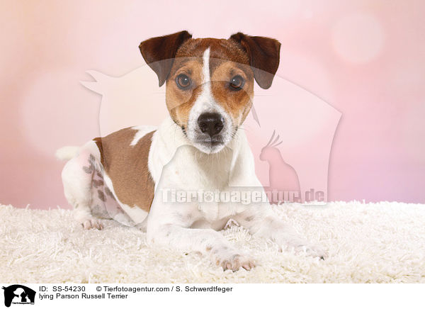 liegender Parson Russell Terrier / lying Parson Russell Terrier / SS-54230