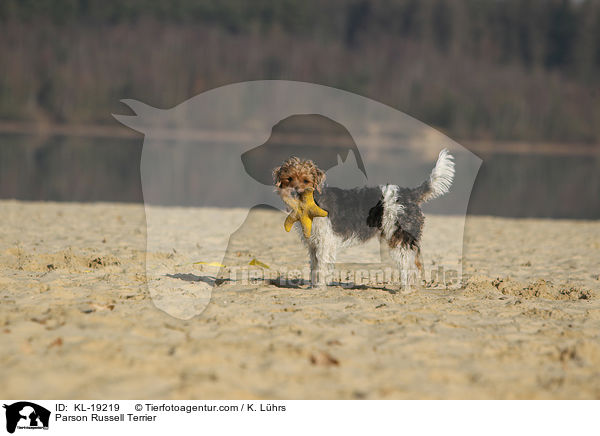 Parson Russell Terrier / KL-19219