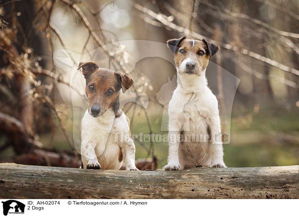 2 Dogs / AH-02074