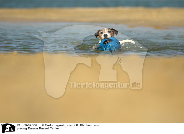 playing Parson Russell Terrier / KB-02606