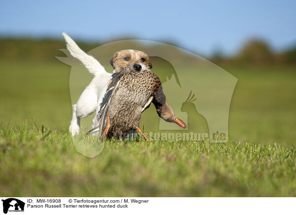 Parson Russell Terrier apportiert erlegte Ente / Parson Russell Terrier retrieves hunted duck / MW-16908