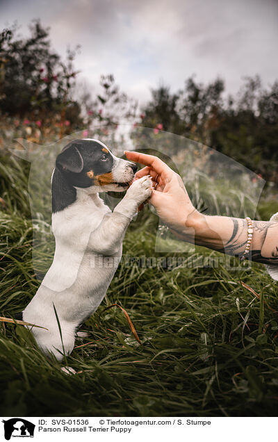 Parson Russell Terrier Welpe / Parson Russell Terrier Puppy / SVS-01536