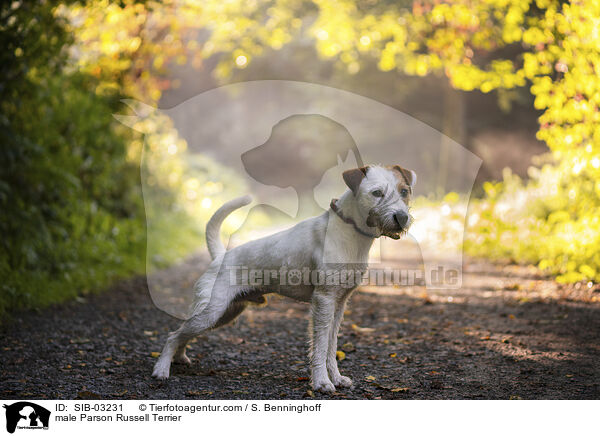 Parson Russell Terrier Rde / male Parson Russell Terrier / SIB-03231