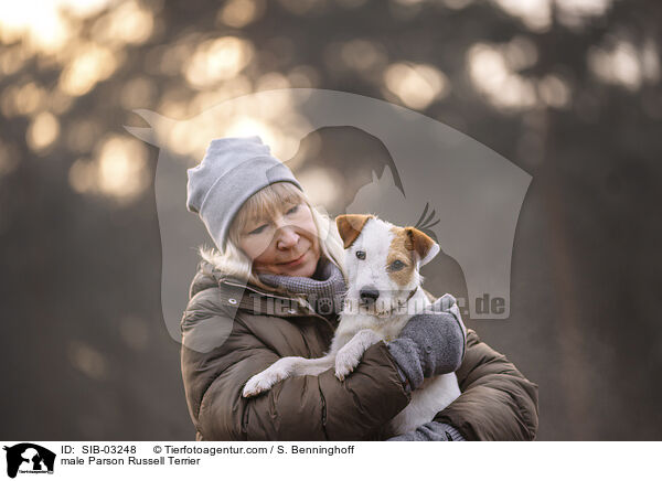 Parson Russell Terrier Rde / male Parson Russell Terrier / SIB-03248