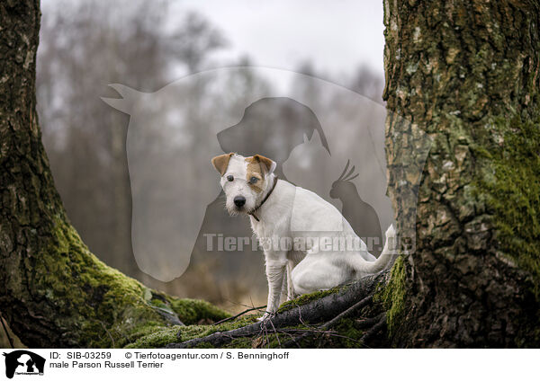 male Parson Russell Terrier / SIB-03259
