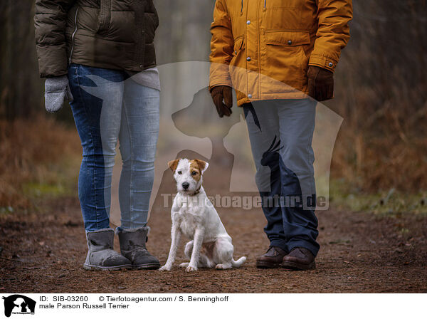 Parson Russell Terrier Rde / male Parson Russell Terrier / SIB-03260