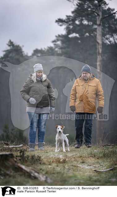 Parson Russell Terrier Rde / male Parson Russell Terrier / SIB-03263
