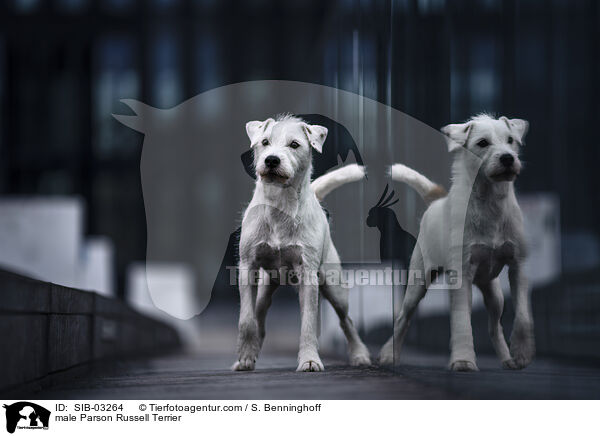 Parson Russell Terrier Rde / male Parson Russell Terrier / SIB-03264