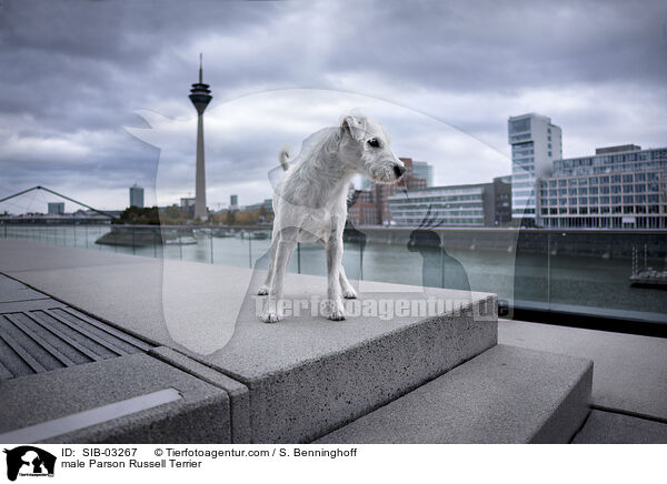 Parson Russell Terrier Rde / male Parson Russell Terrier / SIB-03267