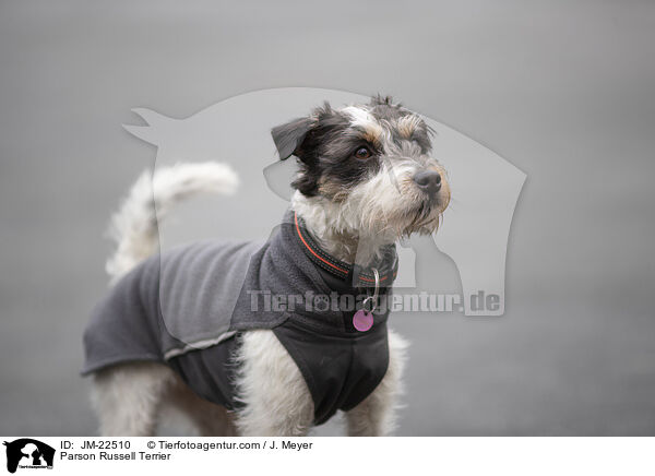Parson Russell Terrier / Parson Russell Terrier / JM-22510