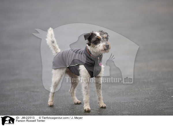 Parson Russell Terrier / Parson Russell Terrier / JM-22513