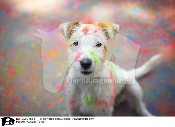 Parson Russell Terrier / LM-01865