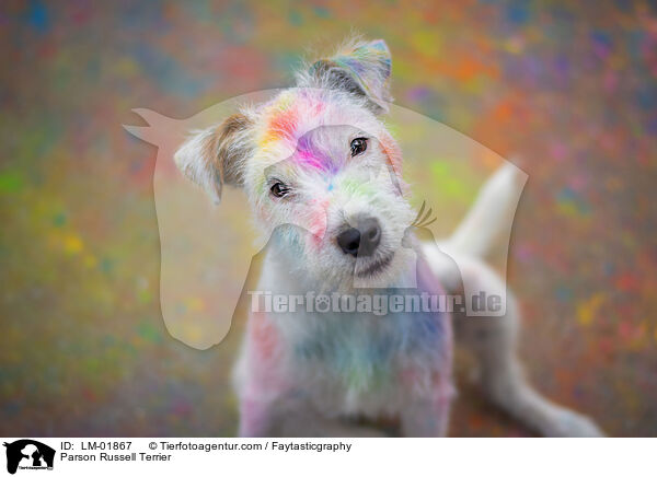Parson Russell Terrier / LM-01867