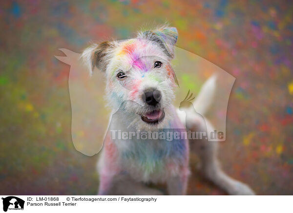 Parson Russell Terrier / Parson Russell Terrier / LM-01868