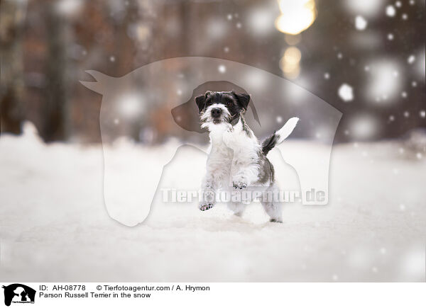 Parson Russell Terrier im Schnee / Parson Russell Terrier in the snow / AH-08778