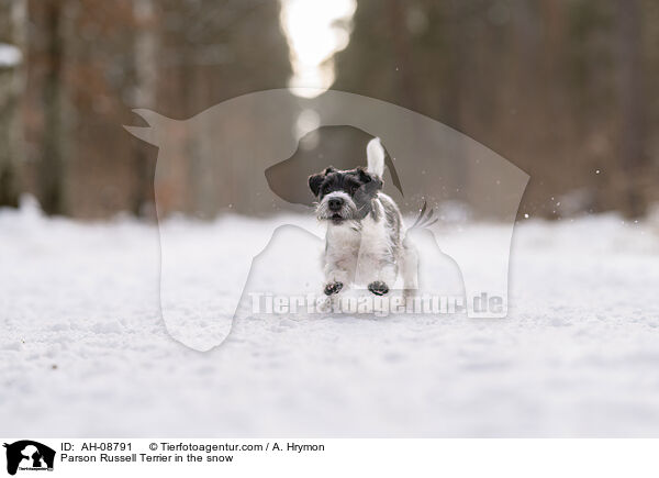 Parson Russell Terrier im Schnee / Parson Russell Terrier in the snow / AH-08791