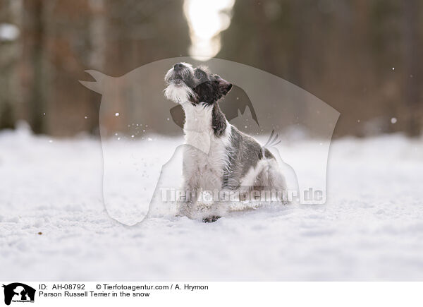 Parson Russell Terrier im Schnee / Parson Russell Terrier in the snow / AH-08792