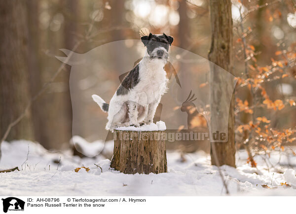 Parson Russell Terrier im Schnee / Parson Russell Terrier in the snow / AH-08796