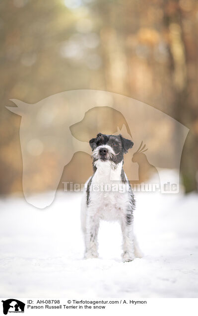 Parson Russell Terrier im Schnee / Parson Russell Terrier in the snow / AH-08798