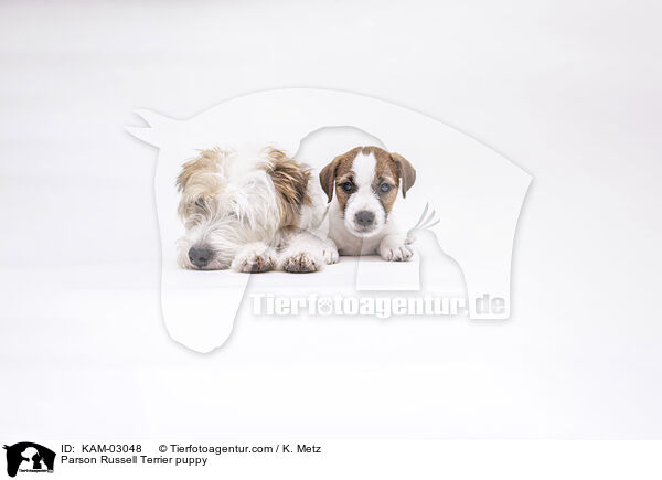 Parson Russell Terrier Welpe / Parson Russell Terrier puppy / KAM-03048