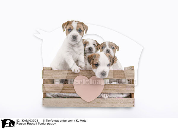 Parson Russell Terrier Welpe / Parson Russell Terrier puppy / KAM-03091