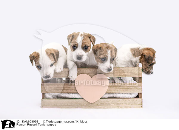 Parson Russell Terrier Welpe / Parson Russell Terrier puppy / KAM-03093