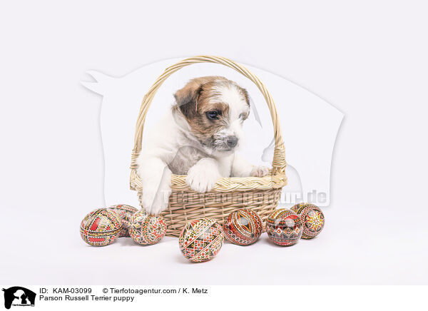 Parson Russell Terrier Welpe / Parson Russell Terrier puppy / KAM-03099
