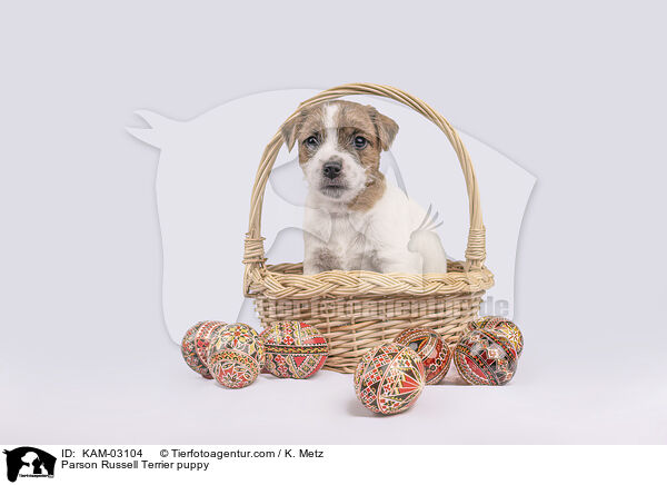 Parson Russell Terrier Welpe / Parson Russell Terrier puppy / KAM-03104