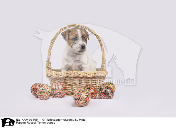 Parson Russell Terrier Welpe / Parson Russell Terrier puppy / KAM-03105