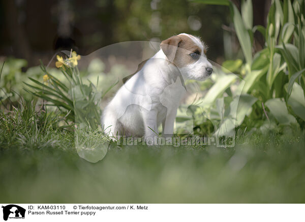 Parson Russell Terrier Welpe / Parson Russell Terrier puppy / KAM-03110