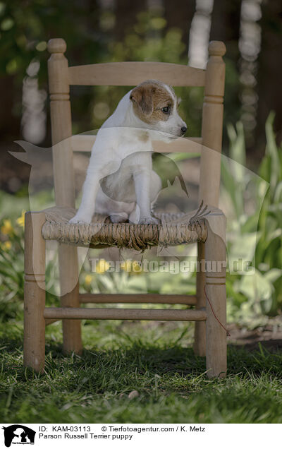 Parson Russell Terrier Welpe / Parson Russell Terrier puppy / KAM-03113