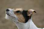 Parson Russell Terrier Portrait