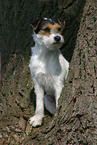 sitting Parson Russell Terrier
