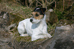 lying Parson Russell Terrier