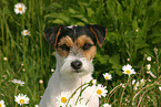 Parson Russell Terrier Portrait