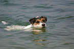 swimming Parson Russell Terrier