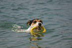 playing Parson Russell Terrier