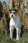 standing Parson Russell Terrier