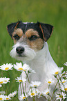 Parson Russell Terrier Portrait
