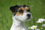 Parson Russell Terrier Portrait