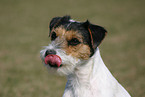 Parson Russell Terrier Portrait