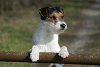Parson Russell Terrier Portrait